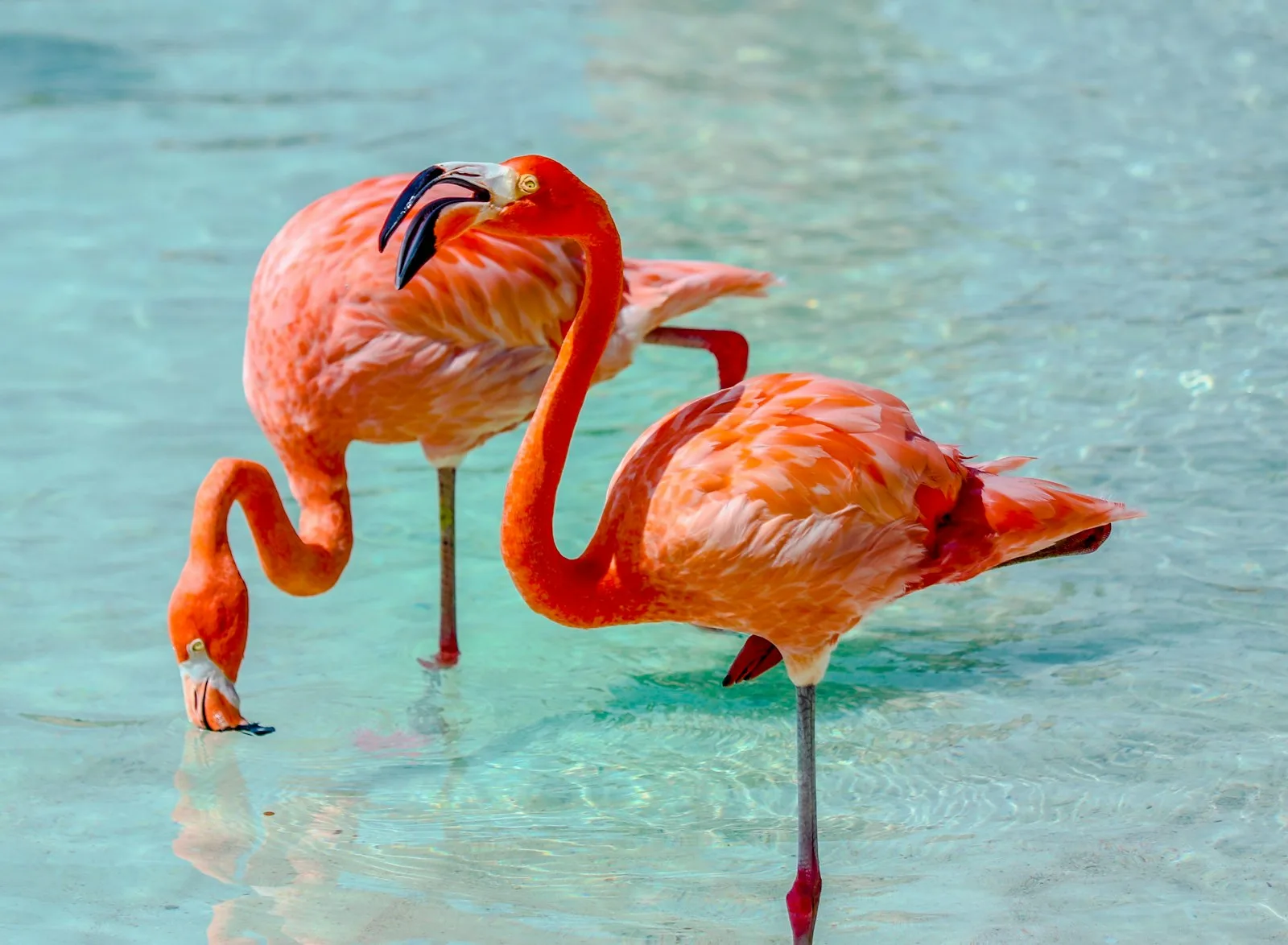 Flamingo Beach Aruba