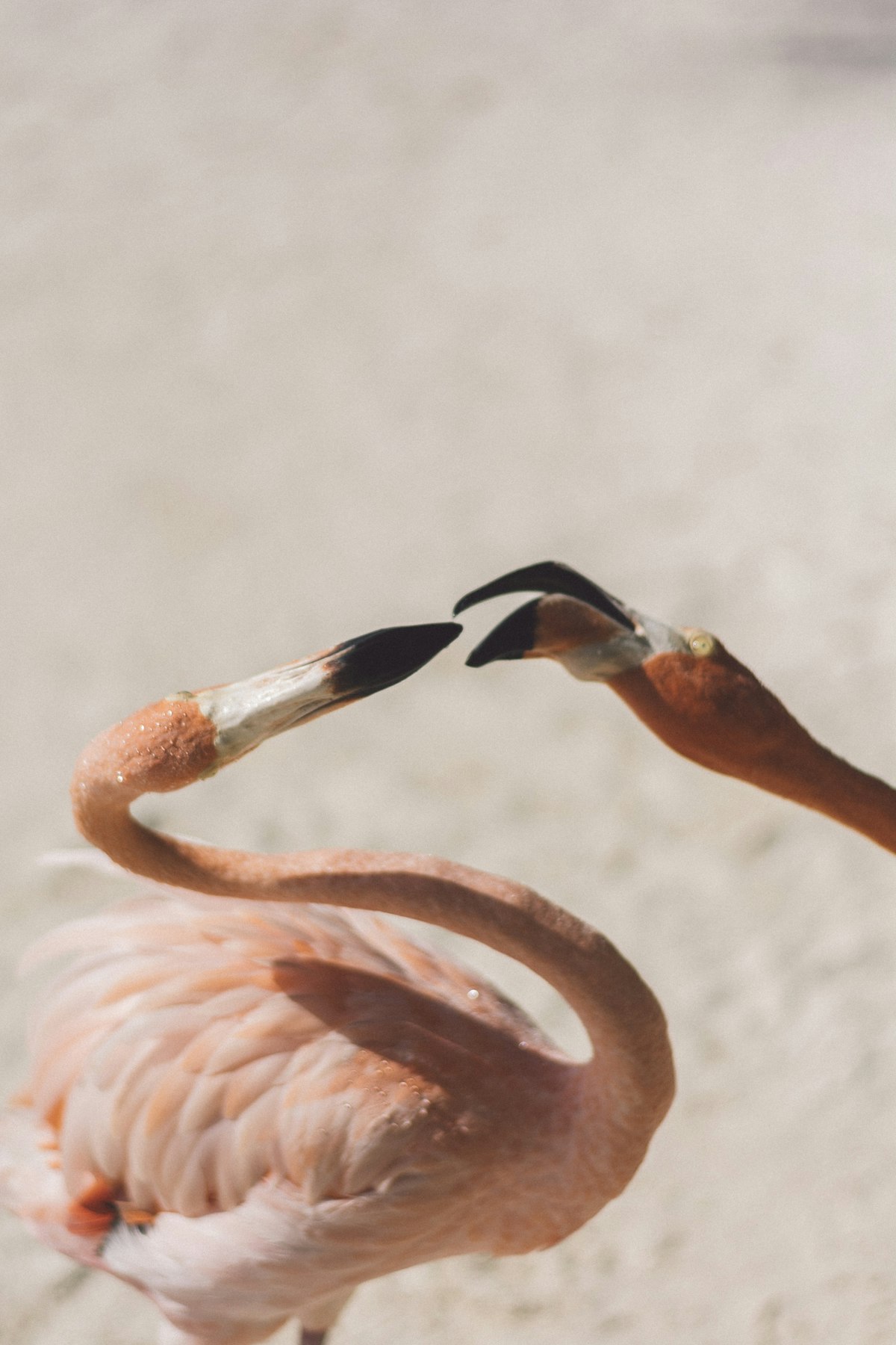 Pink flamingos wading in crystal clear shallow water on a tropical Caribbean beach
