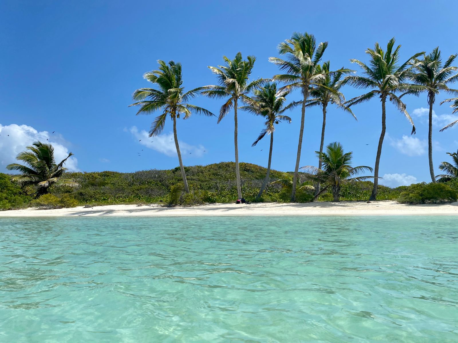 Palm trees on a tropical beach under bright blue sky.