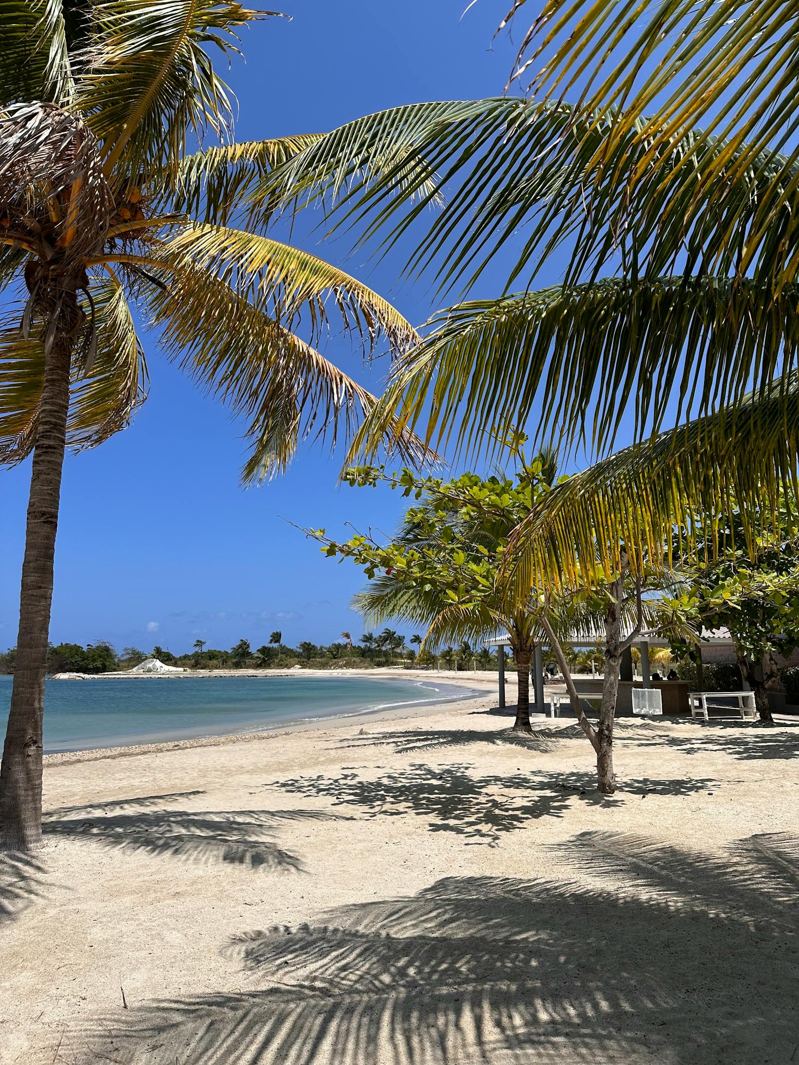 Tropical white-sand beach with palm trees and turquoise water.